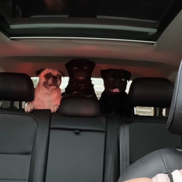 Meet your Posher, Ginger - Picture 4 of 4